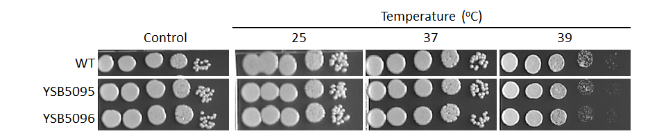 Growth phenotype