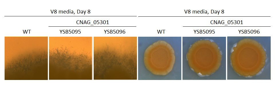 Mating phenotype
