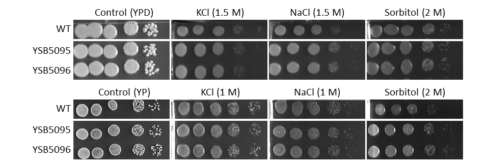 Osmotic stress phenotype