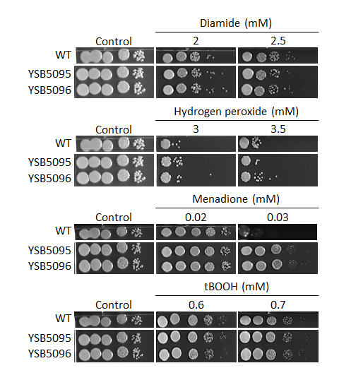 Oxidative stress phenotype