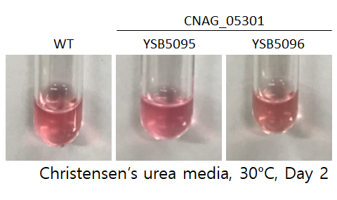 Urease phenotype