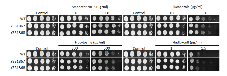 Antifungal drug susceptibility