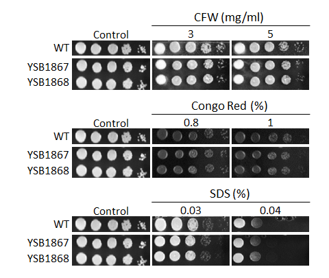 Cell wall stress phenotype