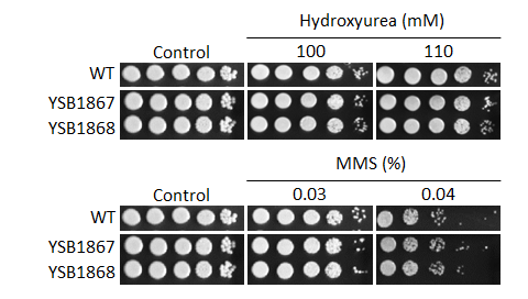 Genotoxic stress phenotype