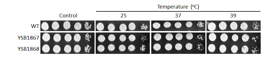 Growth phenotype
