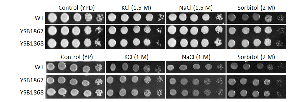 Osmotic stress phenotype