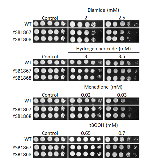 Oxidative stress phenotype
