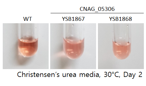 Urease phenotype