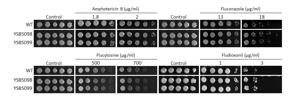 Antifungal drug susceptibility