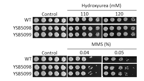 Genotoxic stress phenotype