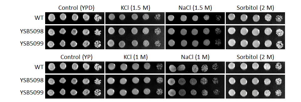 Osmotic stress phenotype