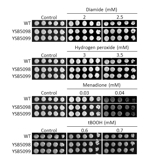 Oxidative stress phenotype