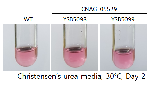 Urease phenotype