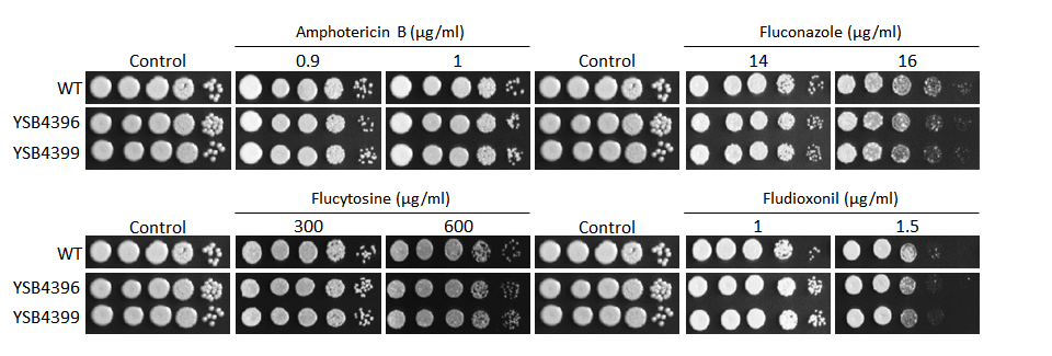 Antifungal drug susceptibility