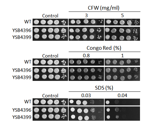 Cell wall stress phenotype