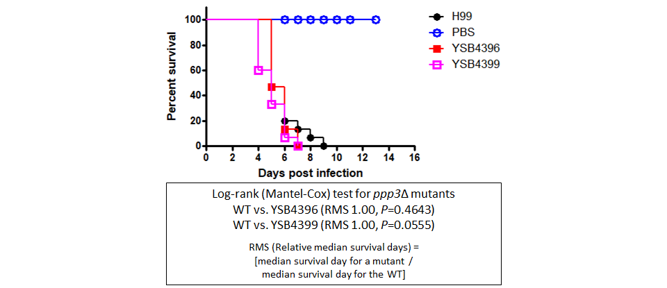 Galleria mellonella virulence data
