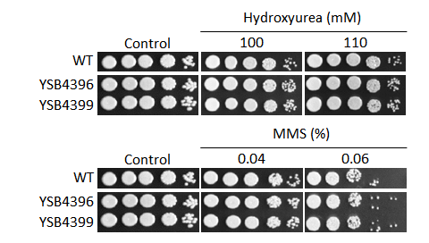Genotoxic stress phenotype