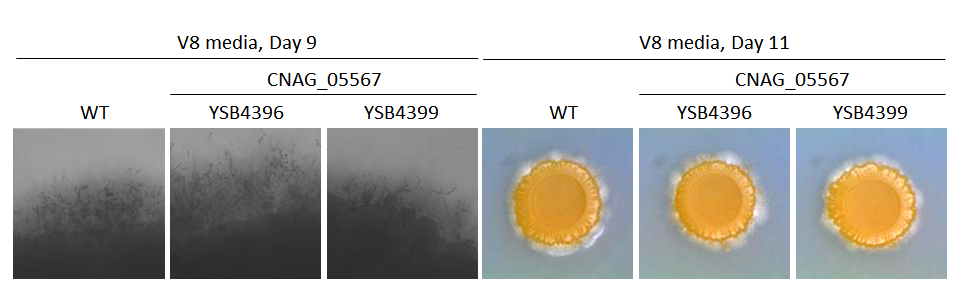 Mating phenotype