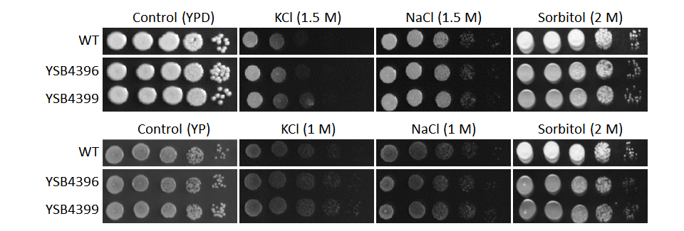 Osmotic stress phenotype