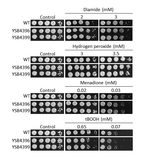 Oxidative stress phenotype