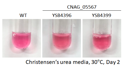 Urease phenotype
