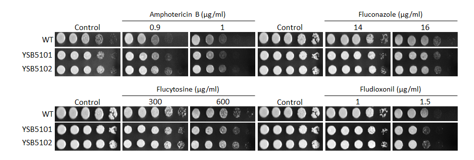 Antifungal drug susceptibility