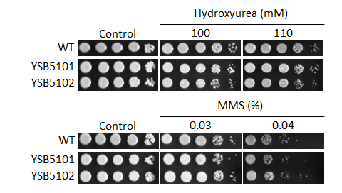 Genotoxic stress phenotype