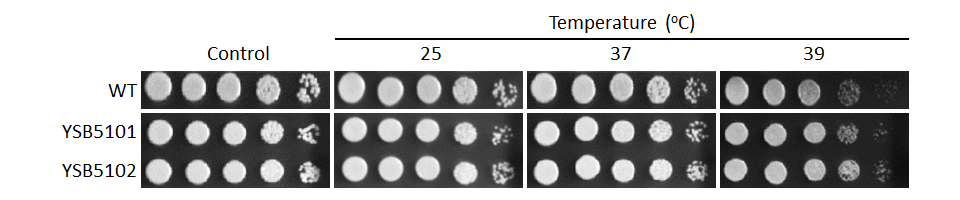 Growth phenotype