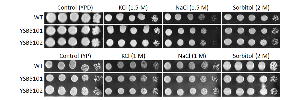 Osmotic stress phenotype
