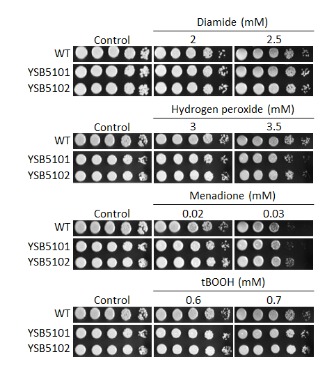 Oxidative stress phenotype