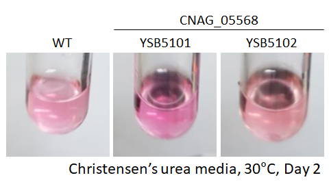 Urease phenotype