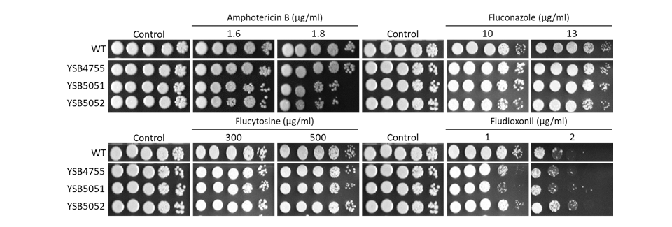 Antifungal drug susceptibility