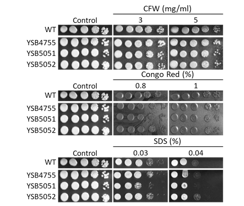 Cell wall stress phenotype