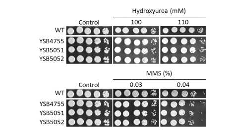 Genotoxic stress phenotype