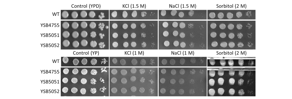 Osmotic stress phenotype