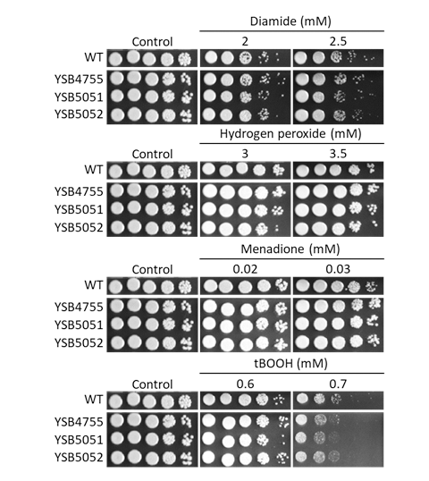 Oxidative stress phenotype