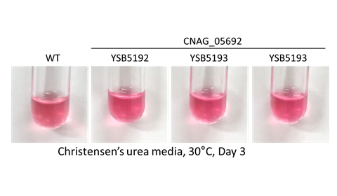 Urease phenotype