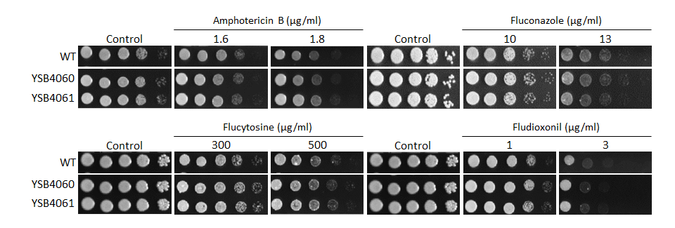 Antifungal drug susceptibility