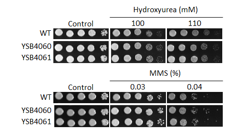 Genotoxic stress phenotype