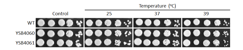 Growth phenotype