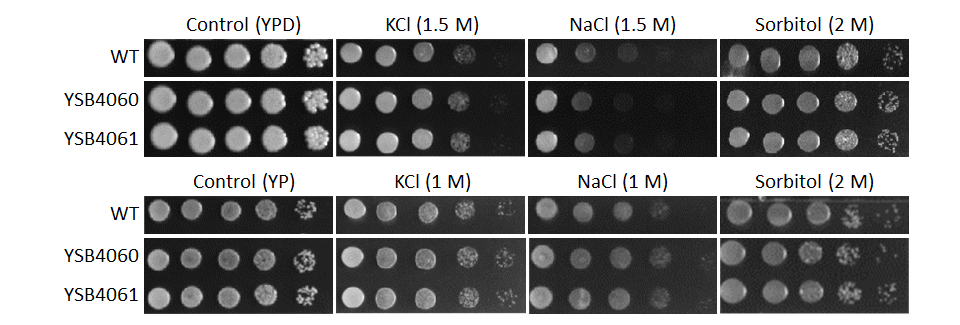Osmotic stress phenotype
