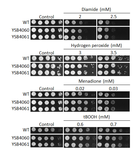 Oxidative stress phenotype
