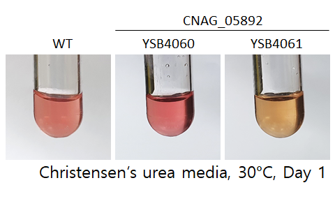 Urease phenotype