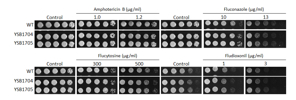 Antifungal drug susceptibility
