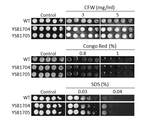 Cell wall stress phenotype