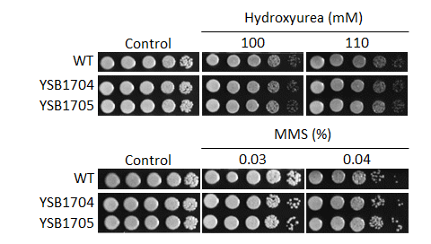 Genotoxic stress phenotype