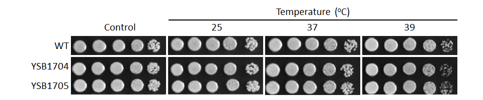 Growth phenotype