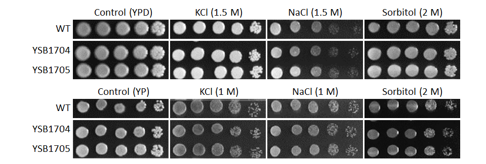 Osmotic stress phenotype