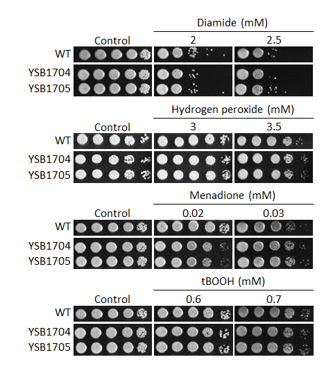 Oxidative stress phenotype