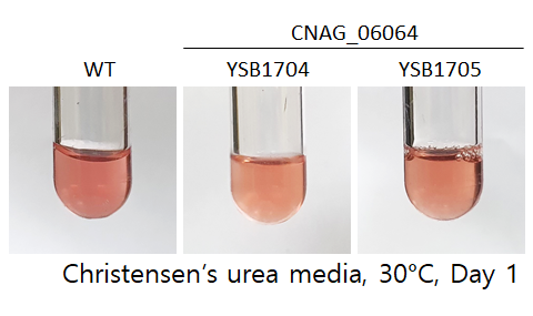 Urease phenotype